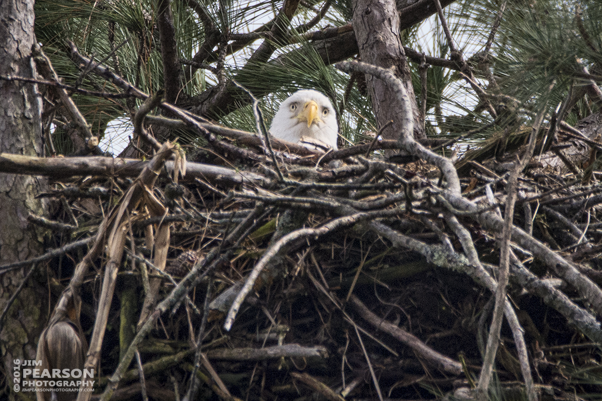 March 14, 2016 - While out chasing trains on the Paducah and Louisville Railway I decided to stop in at the eagles nest close to Kentucky Dam and the P&L right-of-way and caught this shot of one of them peeking over the top of the nest.