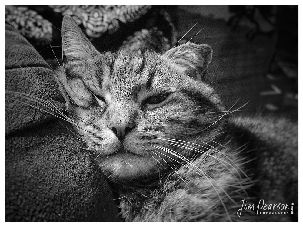 November 21, 2018 - Day 387 - iPhone 7 Plus Daily B/W Photo Challenge - Tabatha - Today's BW portrait is a pet portrait of my cat Tabatha in her favorite place, the footstool of my recliner.
