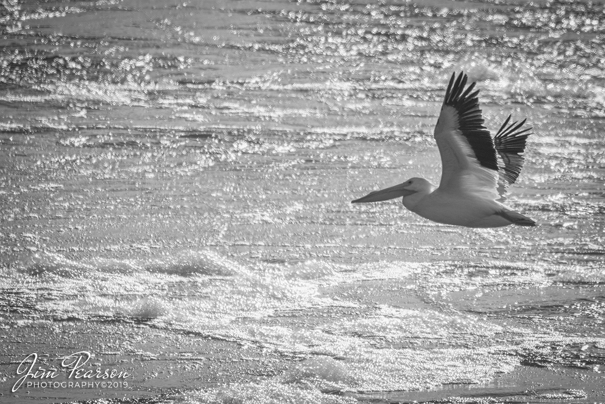 Pelican in Flight, Kentucky Dam, Gilbertsville, Ky.