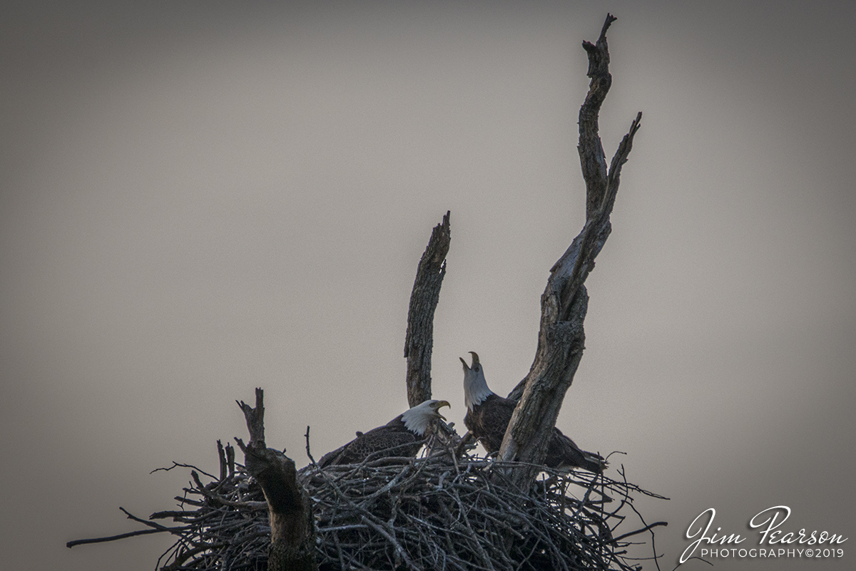 WEB-02.13.19 Eagles Nest 3, Grand Rivers, Ky