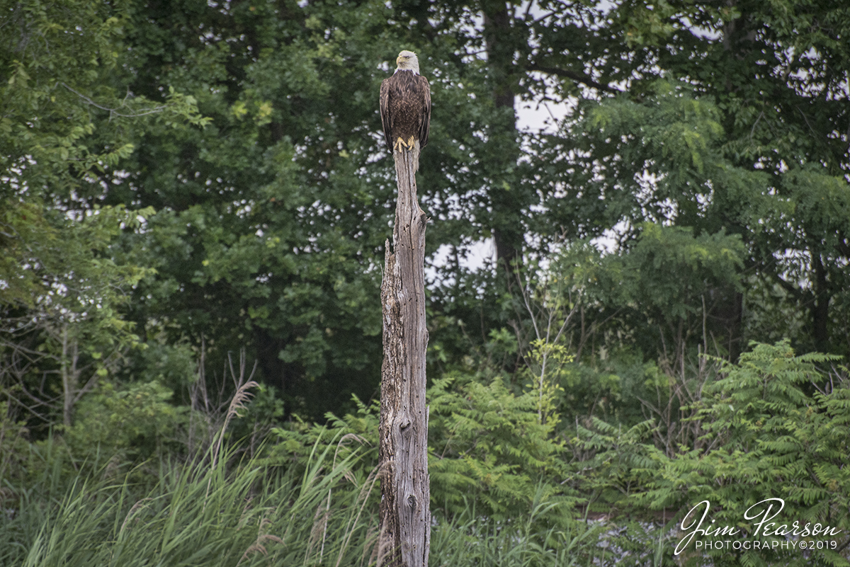 WEB-06.21.19 Eagle at Richland Wetland, Richland, Ky