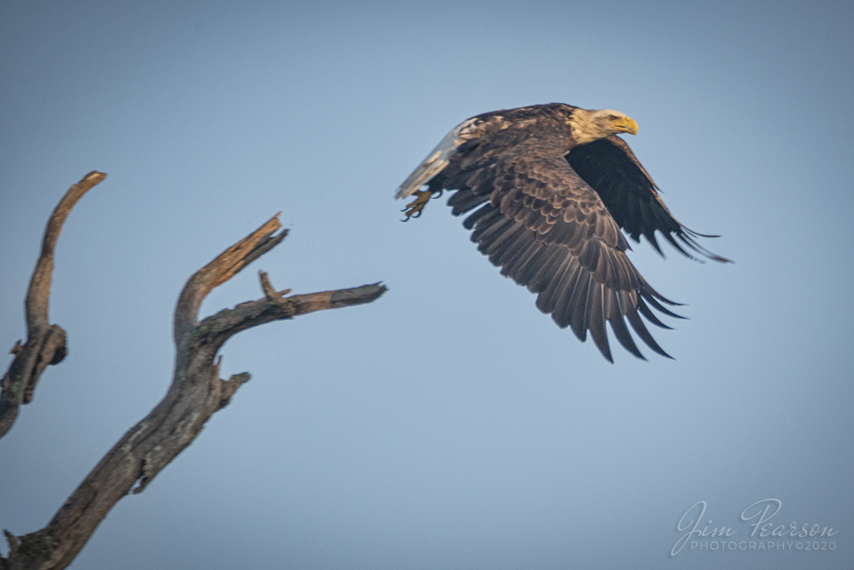 August 15, 2020 - While out learning to use my new Arsenal Device for my D800, one of the places we stopped was an eagles nest in Grand Rivers, Kentucky. I didn't use the Arsenal for this shot of a bald eagle taking flight from a dead tree, but it's a shot that I like and still wanted to share here for your viewing pleasure!

Tech Info: Full Frame Nikon D800, RAW, Sigma 150-600 with a 1.4 teleconverter, 850mm, f/9, 1/640, ISO 500.