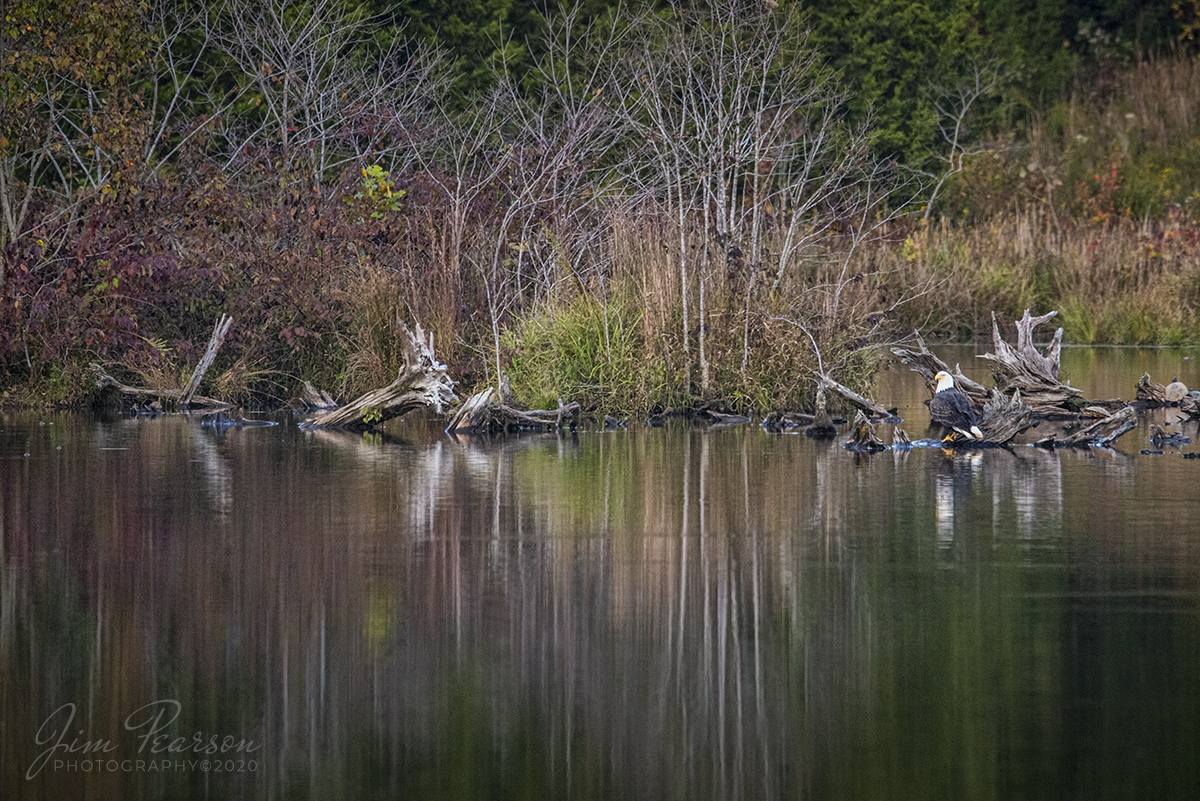 October 7, 2020 - A bald eagle relaxes at Duncan Lake at Land Between the Lakes, Kentucky on a beautiful fall evening after the sun dipped below the tree line, producing this wonderful set of reflections on the lake.

Tech Info: Full Frame Nikon D800, Sigma 150-600 @ 600mm, f/6.3, 1/640, ISO 4000.