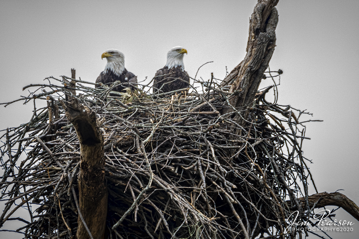 Just Hanging out at Home

Two Bald Eagles just hanging out on their nest off of hwy 917 at Lake City, Kentucky on October 24, 2020. 

Tech Info: Full Frame Nikon D800, RAW, Sigma 150-600 with a 1.4 teleconverter, 750mm, f/8.5, 1/60, ISO 500.