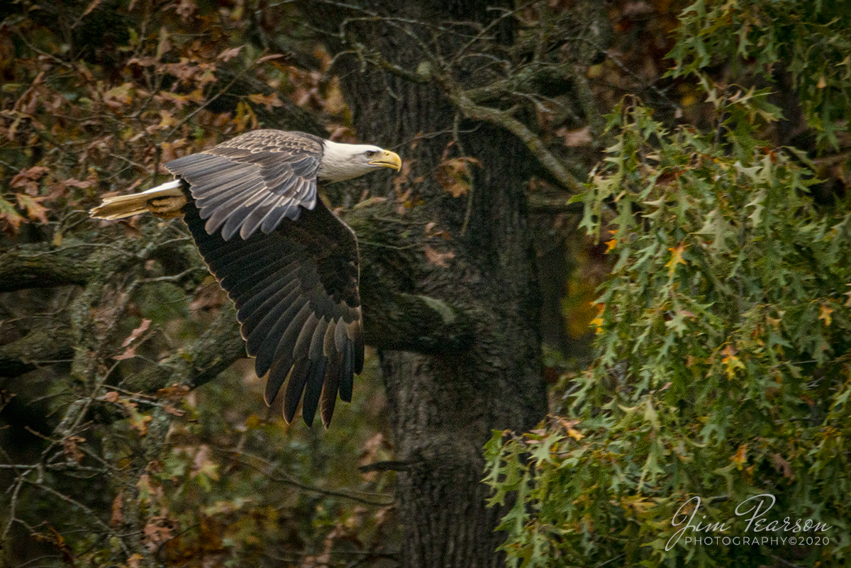 Eagle on a Mission

I played tour guide today with my niece Jeanne and her husband David to several eagle nest locations around Kentucky Lake I caught this Bald Eagle as it heads on what I assume is a hunting mission after leaving it's nest off of hwy 917 at Lake City, Kentucky on October 24, 2020. Out of the three spots we visited this was the only location we found eagles. However, it was during midday, when they normally are out hunting.

Tech Info: Full Frame Nikon D800, RAW, Sigma 150-600 with a 1.4 teleconverter, 850mm, f/9, 1/1000, ISO 500.