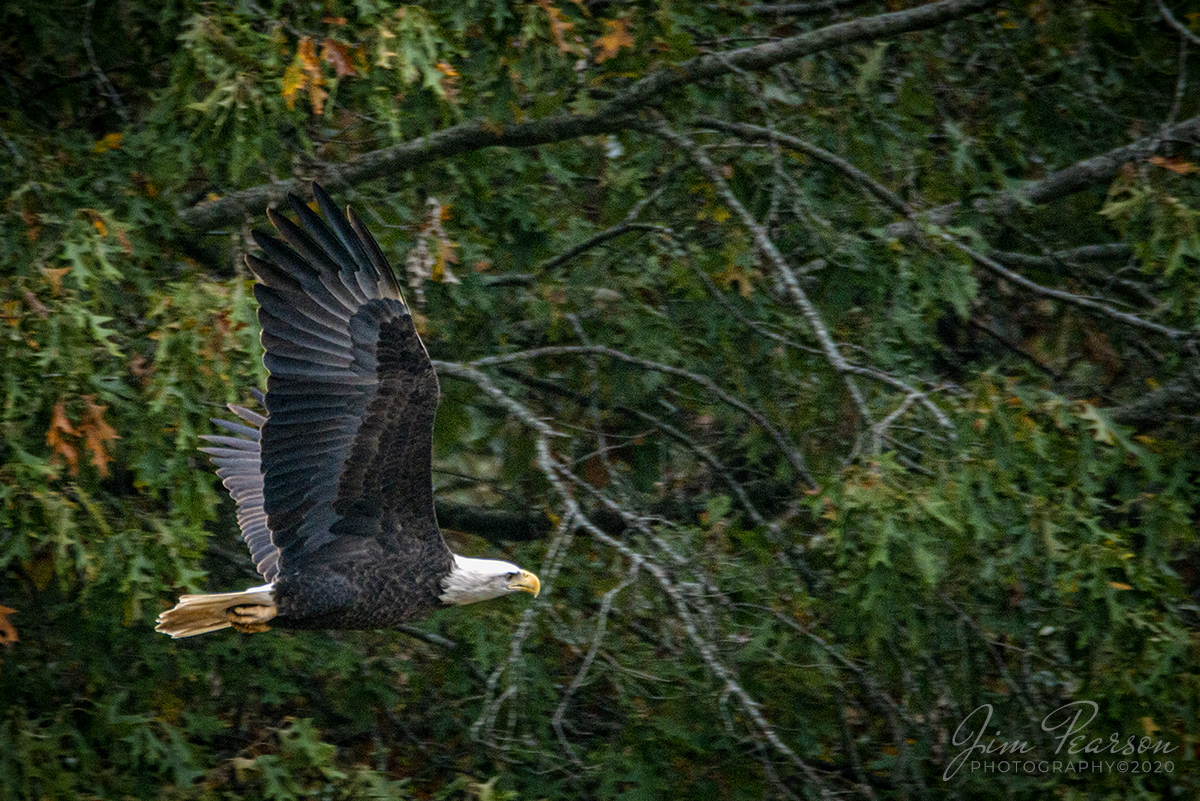 On a mission

A bald eagle heads out from it's nest, just off highway 917 at Lake City, Kentucky, on a hunting mission as it flies low between trees, on October 24, 2020. 

Tech Info: Full Frame Nikon D800, RAW, Sigma 150-600 with a 1.4 teleconverter, 850mm, f/9, 1/1000, ISO 500.