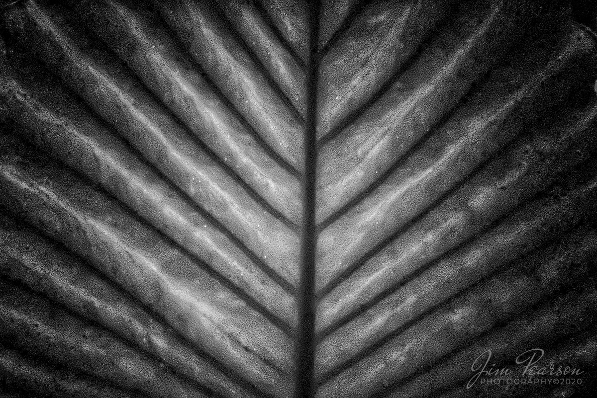 Cheekwood leaf

A IR shot of a backlit leaf at the Cheekwood Estate in Nashville, TN!

Tech Info: iPhone 11 Pro, 720nm filter, Moment Filter Adapter,  1.5mm wide lens (13mm equivalent), f/2.4, 1/15sec, ISO 500, Edited in Snapseed and Adobe RAW. #cheekwood