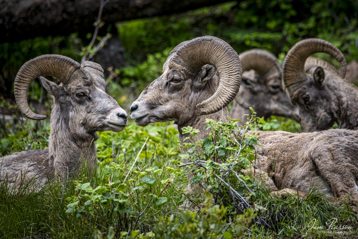 WEB-06.27.23 Big Horn Sheep, Yellowstone NP, WY