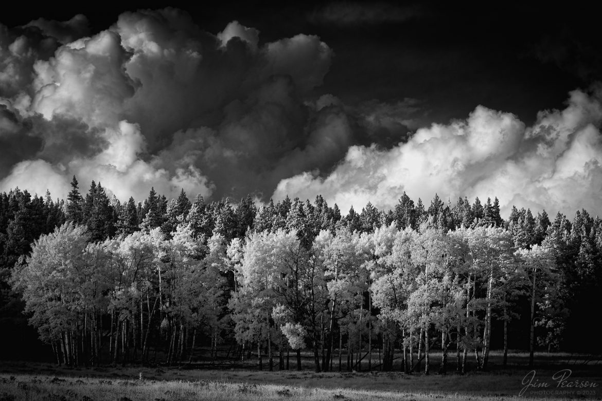 WEB-06.27.23 IR-Birch Trees, Yellowstone, WY