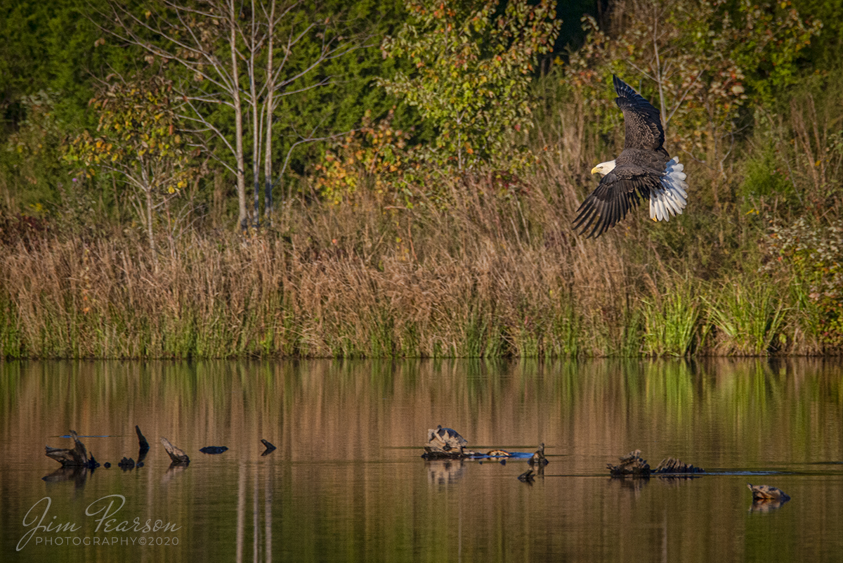 WEB-10.07.20 Eagle in Flight at Duncan Lake 1, Land Between the Lakes, KY