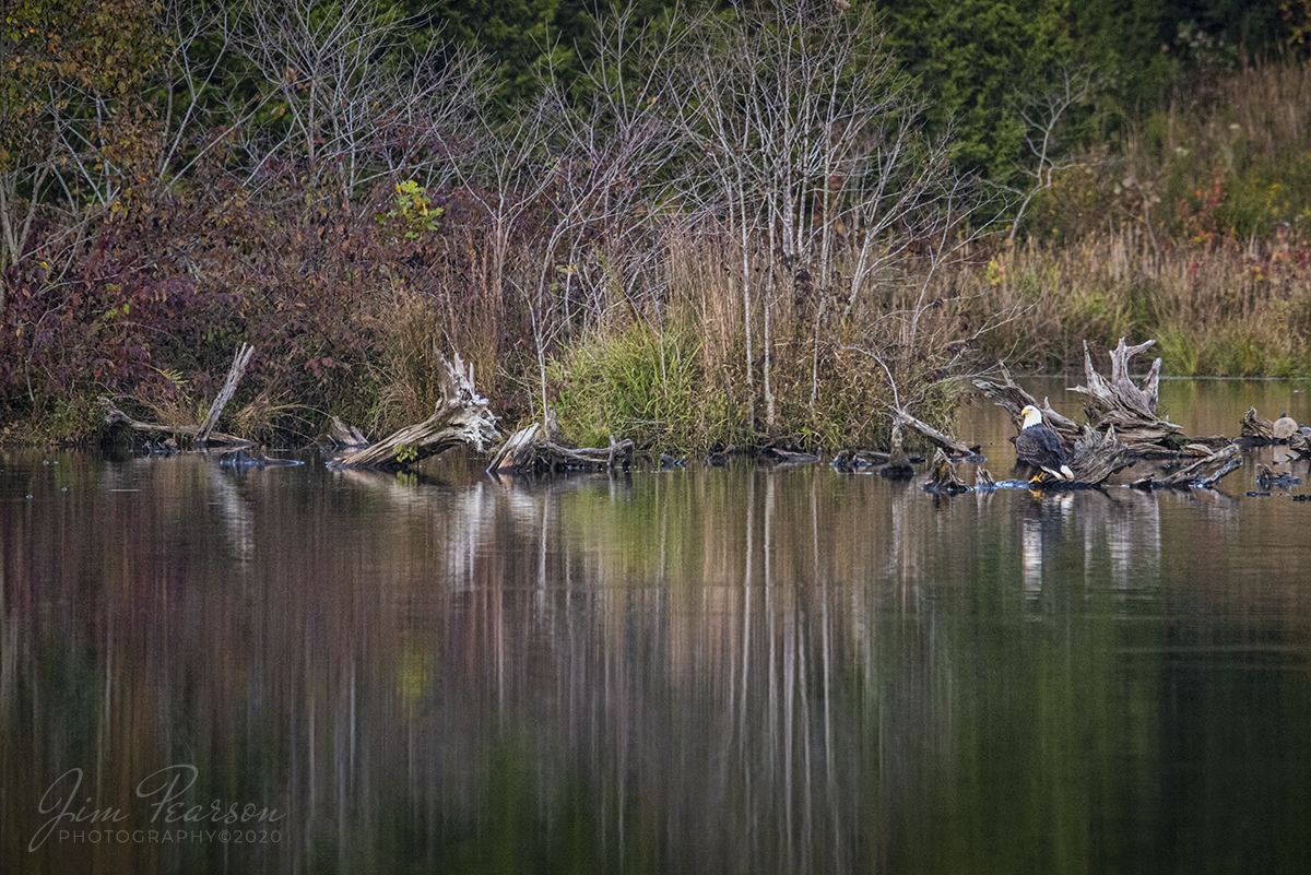 October 7, 2020 - A bald eagle relaxes at Duncan Lake at Land Between the Lakes, Kentucky on a beautiful fall evening after the sun dipped below the tree line, producing this wonderful set of reflections on the lake.

Tech Info: Full Frame Nikon D800, Sigma 150-600 @ 600mm, f/6.3, 1/640, ISO 4000.