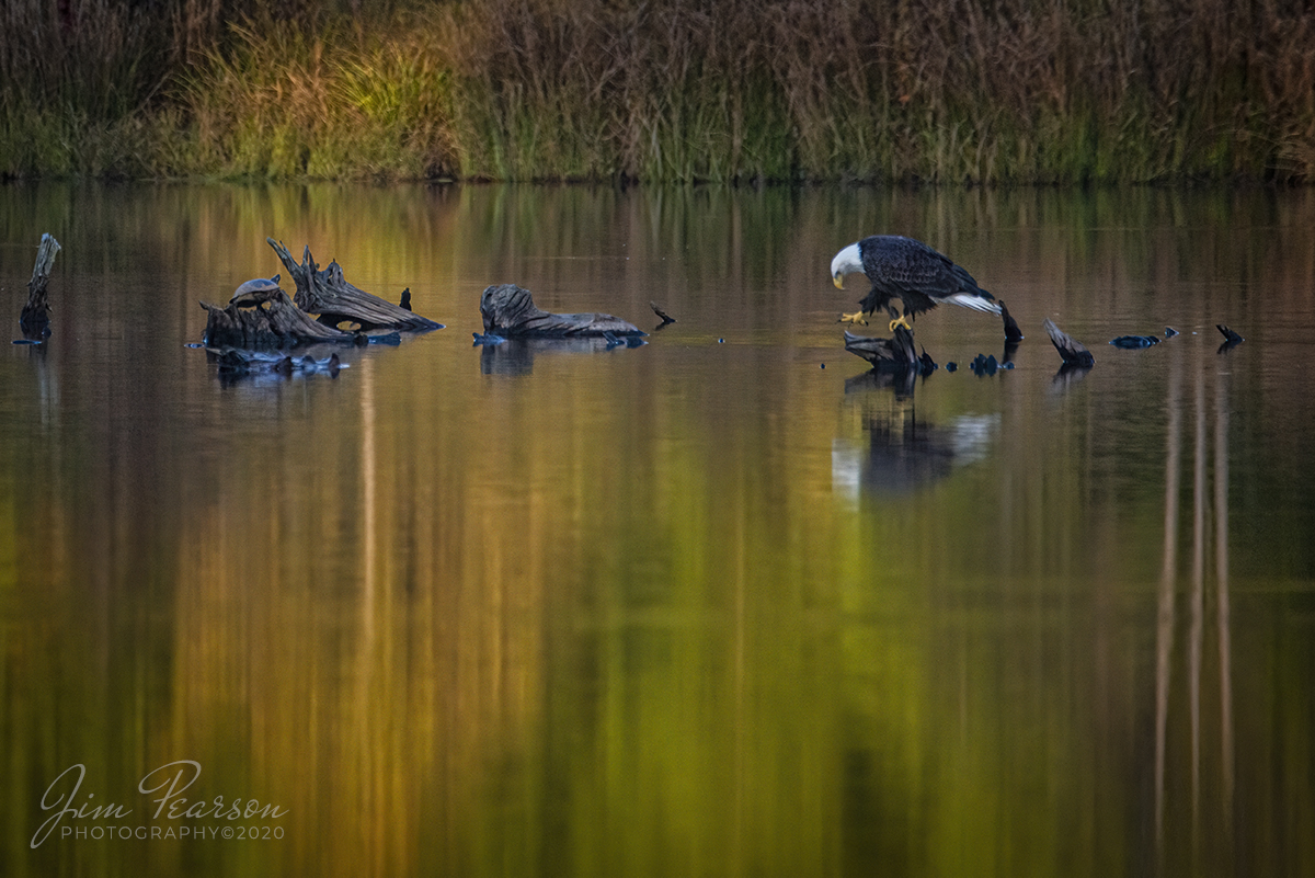 October 7, 2020 - Just out for a Walk! - A bald eagle walks along a dead tree at Duncan Lake at Land Between the Lakes, Kentucky on a beautiful fall evening.

Tech Info: Full Frame Nikon D800, Sigma 150-600 with 1.4 Teleconverter @ 850mm, f/9, 1/1250, ISO 2500.