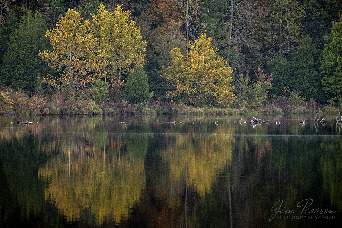 Fall Reflections

A bald eagle rests among dead tree roots at Duncan Lake, in Land Between the Lakes, Kentucky on a beautiful fall evening on October 7, 2020. Duncan Lake is located off road 132 from the main road through the park and is open for access till November 1st of each year. It's closed to access during mating season and opens back up on March 15th.

Tech Info: Full Frame Nikon D800, Sigma 150-600 with 1.4 Teleconverter @ 850mm, f/9, 1/640, ISO 4000.