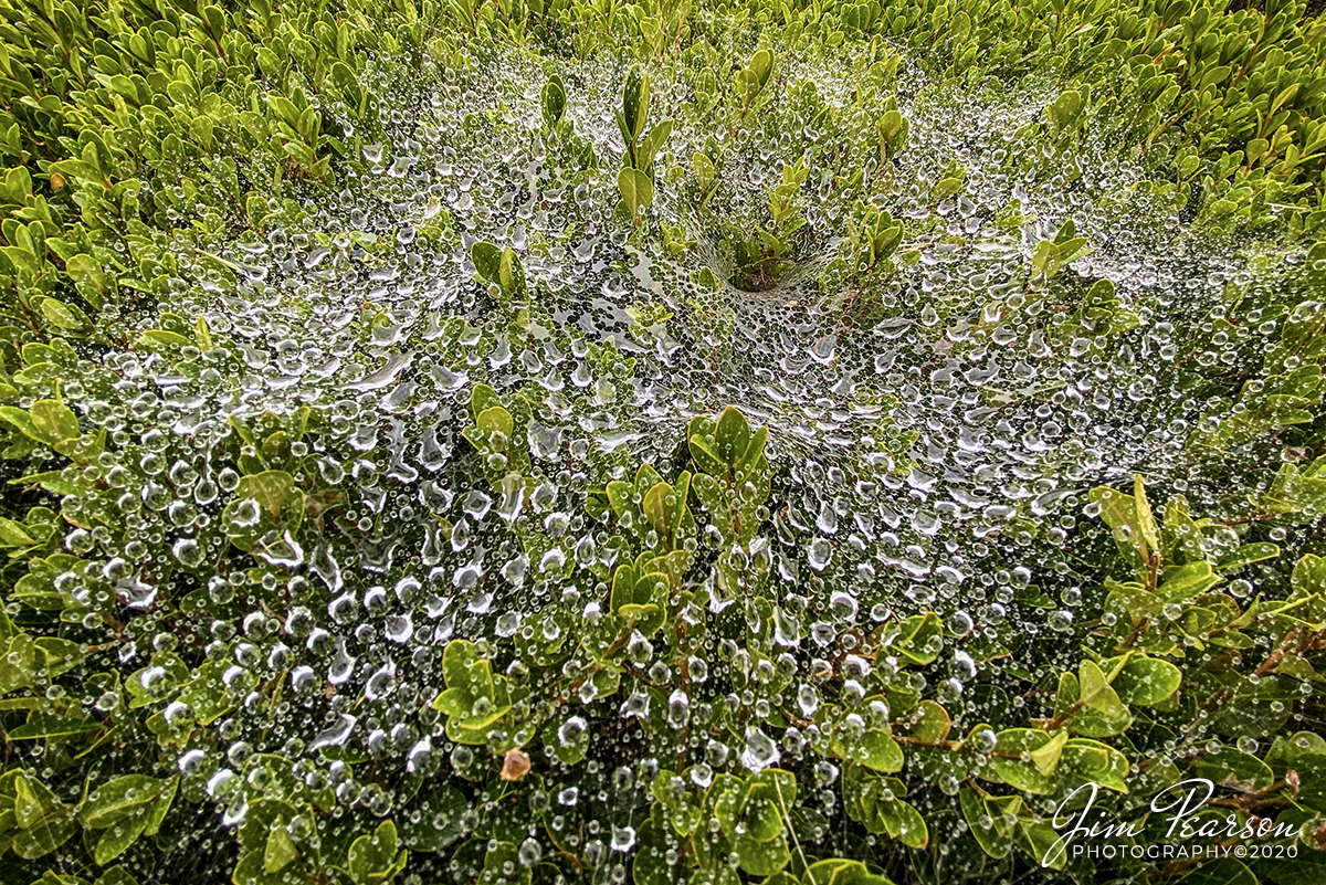 WEB-10.29.20 Wet Spider Web, Madisonville, Ky