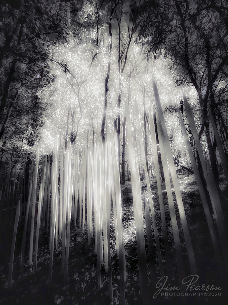 Chihuly Red Tubes at Cheekwood

A few days ago I visited the Cheekwood Estate in Nashville, Tennessee to photograph the Chihuly glass exhibit and spent the morning capturing these IR photos of these beautiful pieces!

Tech Info: iPhone 11 Pro, 720nm filter, Moment Filter Adapter,  1.5mm wide lens (13mm equivalent), f/2.4, 1/15sec, ISO 500, Edited in Snapseed and Adobe RAW.