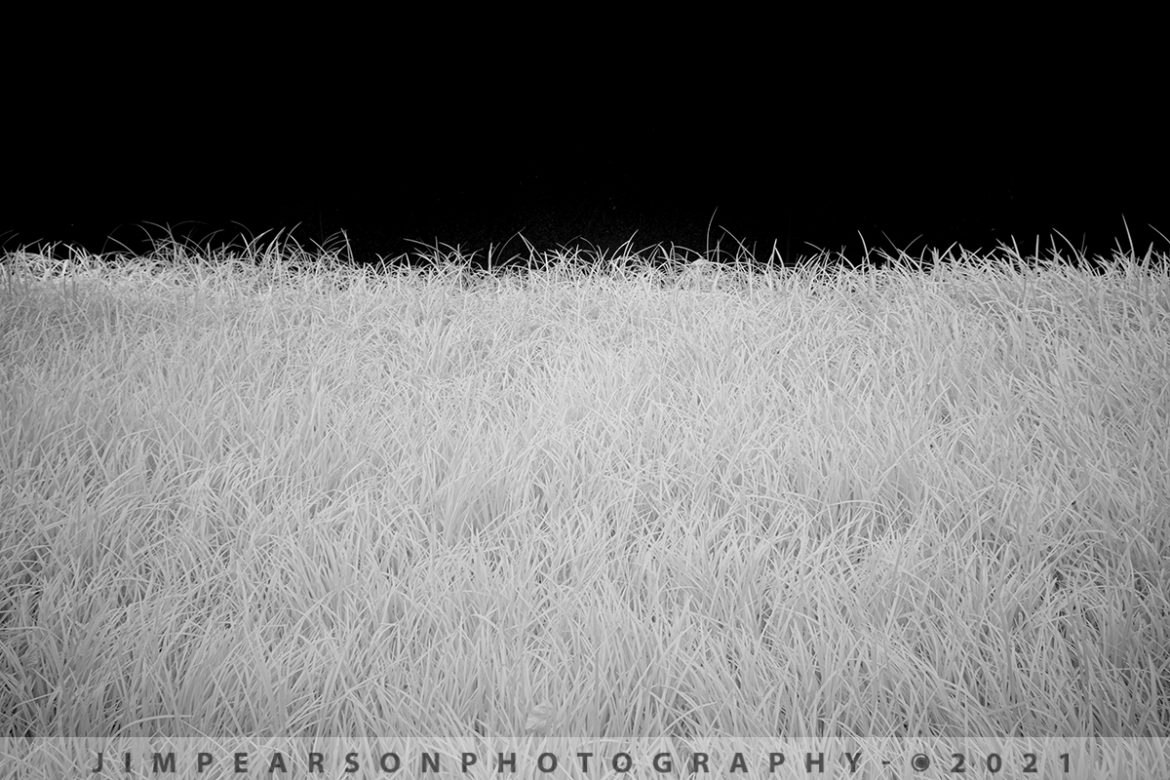 A study in contrasts in Infrared, Nashville, Tennessee.